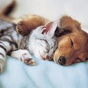 ���� �, ������, 43 ���� - ��������� 16 ������ 2013 � ������ ���� ����������