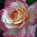 � ������! �� ������� ����� ��� ������������