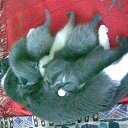 ���� � ����� �� ������� ���� ������� ������