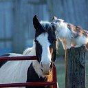  , , 71  -  4  2014   ,  ...!