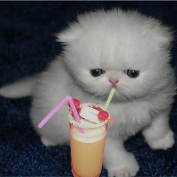 ���� Park Boom, ������, 26 ��� - ��������� 12 ������� 2013