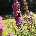 �������� �����... �� ������� ���� ����������