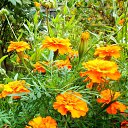 ���� ������� �., ����� - ��������� 17 ������� 2013 � ������ �������