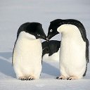 ���� �����, ������ �����, 33 ���� - ��������� 6 ������� 2013 � ������ ������ ��������