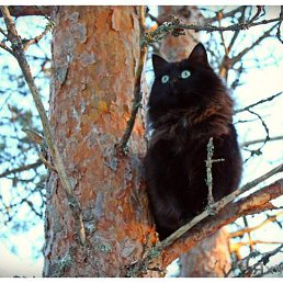 ������, �����-���������, 41 ���