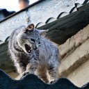 ���� �������, ���������, 52 ���� - ��������� 15 ������� 2013 � ������ ���� ����������