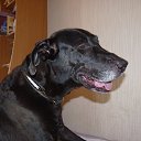 ���� ���, ������ - ��������� 19 ������� 2013 � ������ �In Memory of Nos, The Dog (R.I.P)�