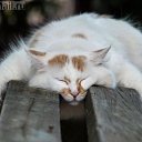 ���� ����, ������ - ��������� 28 ������ 2013 � ������ �������