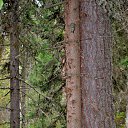 ���� Svann, ���������, 71 ��� - ��������� 18 �������� 2013 � ������ �������� �����