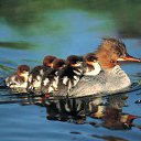  , , 71  -  25  2014     ...