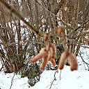 � �� ������� ����� �� ������� ������������� �����