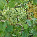 �������� "�������" �� ������� ���� ����.�