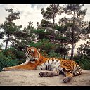 ���� �������, ������, 40 ��� - ��������� 6 ������� 2013 � ������ �Zoo�