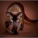 ���� ������, ��������� - ��������� 14 �������� 2013