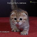 ���� ������, ����������� - ��������� 6 ������ 2013 � ������ ���� ����������