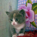 ��������� �� ������� ���� ������� ������