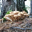 ���� ����������, ��������, 51 ��� - ��������� 13 ������� 2013 � ������ ���� ����������