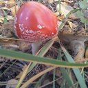 ���� �������, �����������, 32 ���� - ��������� 31 ������� 2013 � ������ ���� ����������