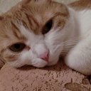 ���� �����, ������, 36 ��� - ��������� 13 �������� 2013 � ������ ���� ����������