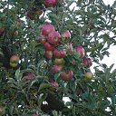 ������"��������" �� ������� ���� ����.�