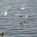 ���� ���������, ������ - ��������� 6 ������� 2013 � ������ ��������