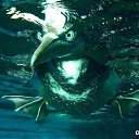 ���� �����, ������, 54 ���� - ��������� 25 ������� 2014 � ������ �FunnyAnimals�
