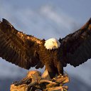 ���� �����, ������, 43 ���� - ��������� 8 �������� 2013 � ������ ���� ����������