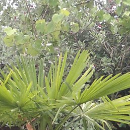 ������, �������, 68 ���