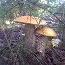 ���� �������, ���������, 62 ���� - ��������� 9 ����� 2014 � ������ ���� ����������