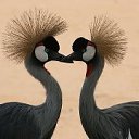 ���� �������, ������, 60 ��� - ��������� 21 ������ 2014 � ������ ���� ����������