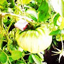 ���� �������� ���������, ����, 83 ���� - ��������� 7 ������� 2013 � ������ �����