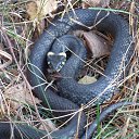 ���� ������, ������� ���� - ��������� 8 ������� 2013 � ������ ���� ����������