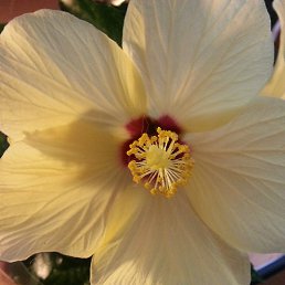 �����, ������, 67 ���