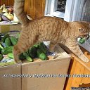 ���� ---Vremya I Steklo ---, ���������, 52 ���� - ��������� 11 ������ 2013 � ������ ���� ����������