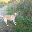 ���� ����, �����-���������, 41 ��� - ��������� 18 ������ 2013 � ������ ���� ���� ������