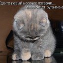 ���� �������-, ������ ��� - ��������� 8 ������� 2013 � ������ ���� ����������