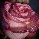 ���� ��������, ���������, 67 ��� - ��������� 11 ����� 2014 � ������ ������ ��������