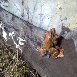 Vasia, �����-���������, 55 ���