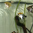 ���� V�������, ��������� - ��������� 18 ������� 2013 � ������ �������