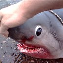 ���� ������, ����-���������, 58 ��� - ��������� 1 ������� 2013 � ������ ���� ����������