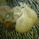 ���� ������, ������ - ��������� 3 ������� 2013 � ������ ���� ����������