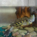 ���� ��������, ������� ��������, 41 ��� - ��������� 7 ����� 2014