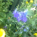  Masha, , 43  -  7  2013    