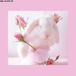 ���� �������, ������, 37 ��� - ��������� 24 ������� 2014