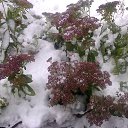 ���� ����, �����-���������, 68 ��� - ��������� 14 ������� 2014