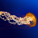 ������ �� ������� ���� ����������