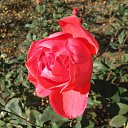     .          ,  ,     .   ,  2013