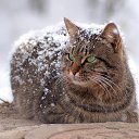 ���� �� ������� ����� ��� ������������