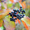 ���� �������, ������, 61 ��� - ��������� 11 ������ 2013 � ������ ���� ����������