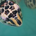 ���� ����, �����-��������� - ��������� 20 �������� 2013 � ������ ���� ����������